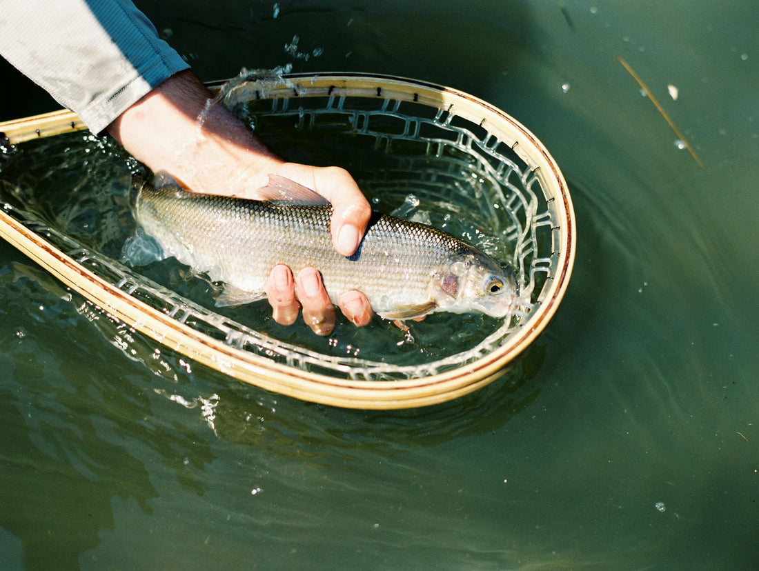 18 Trout Fishing Tips